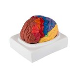 Educational colored brain model in two parts