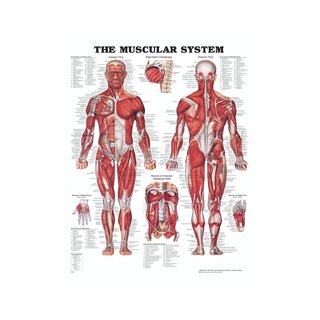 Anatomy poster - Muscles