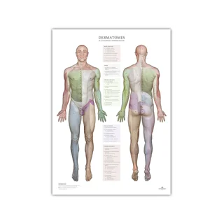Dermatomes and skin innervation areas - poster 50x70 cm