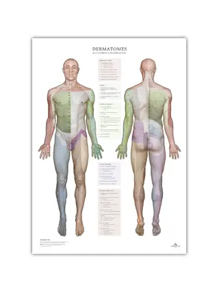 Dermatomes and skin innervation areas - poster 50x70 cm