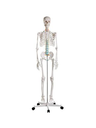 Skeletal model didactic human