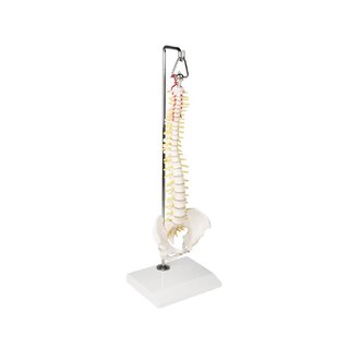 Miniature Spine on hanging stand