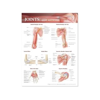 Plate with the upper extremity English