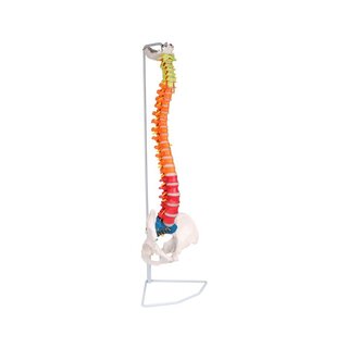 Flexible spine didactic
