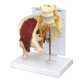 Model of the hip with sciatica nerve, muscles and ligaments