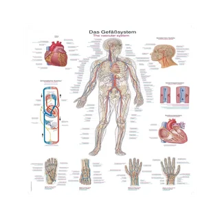 Poster of the vascular system, 50x70 cm