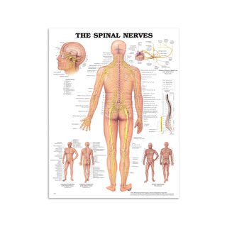 Anatomy poster - Spinal Nerves