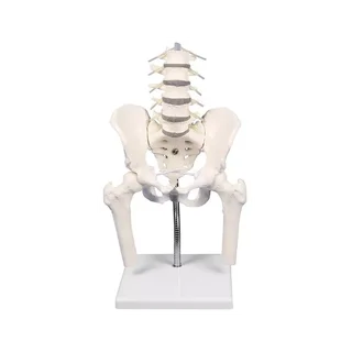 Lumbar spine with pelvis, for demonstration of incorrect postures