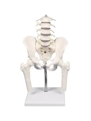 Lumbar spine with pelvis, for demonstration of incorrect postures