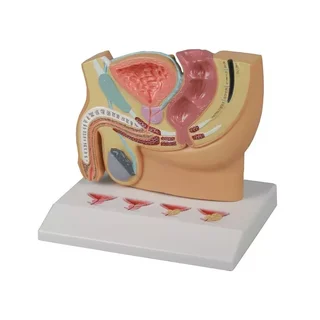Miniature model of the male genitalia with PBH