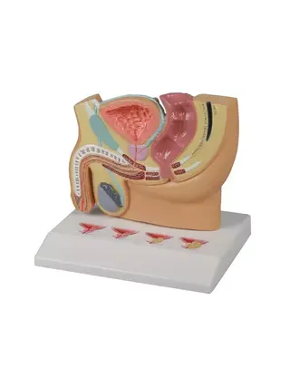 Miniature model of the male genitalia with PBH