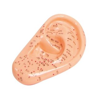 Acupuncture model Ear 22 cm