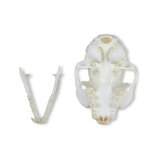 Cat Skull (Felis Catus)