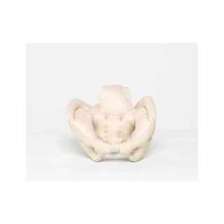 Female pelvis made of foam