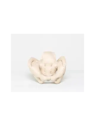 Female pelvis made of foam