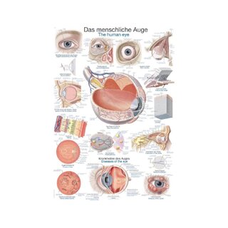 Poster The human eye, 50x70cm