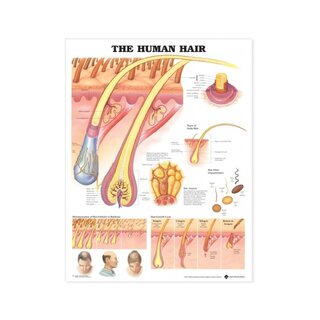 Human hair laminated poster English