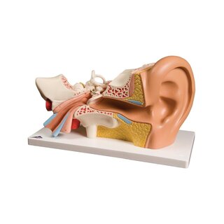 Ear model, three x normal size, 5 parts