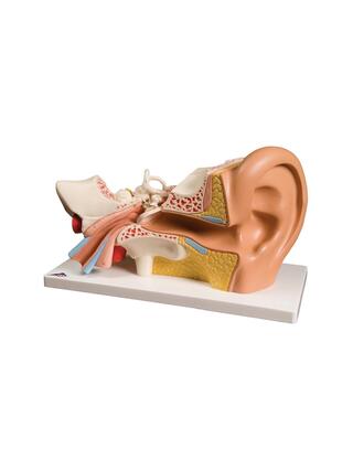 Ear model, three x normal size, 5 parts