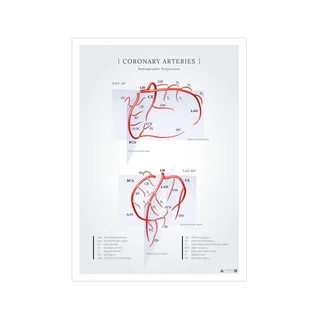 Poster about the coronary arteries of the heart seen in radiographic projections