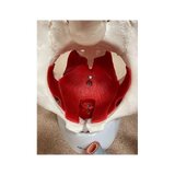 Female pelvis with muscles, uterus & bladder