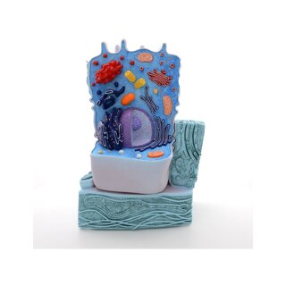 animal cell