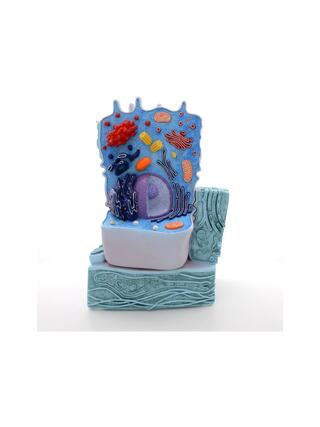 animal cell