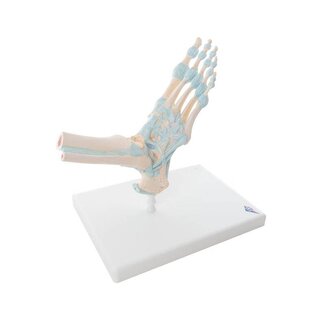 Foot skeleton with ligaments