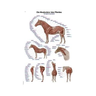 Horse musculature 50x70 cm poster