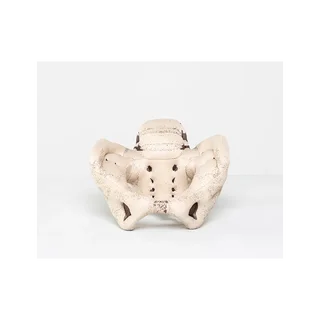 Pelvic model in fabric and foam rubber showing the woman's pelvis. Directed demonstration of births