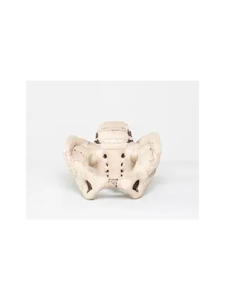Pelvic model in fabric and foam rubber showing the woman's pelvis. Directed demonstration of births