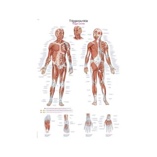 Trigger points board, 2 sizes