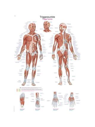 Trigger points board, 2 sizes