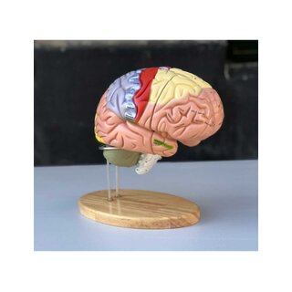 Large educational brain model with colors, names and in 5 parts on the stand