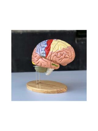 Large educational brain model with colors, names and in 5 parts on the stand