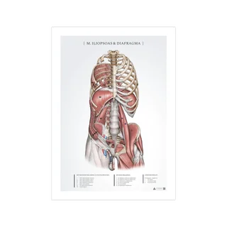 Anatomy poster - Iliopsoas and diaphragm