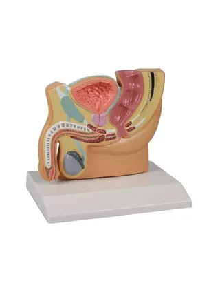 Anatomy model of male pelvic section with PBH