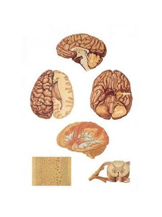 Central nervous system 84x200 cm