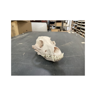 Dog skull in plastic