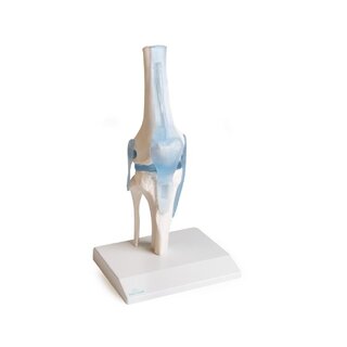 Knee joint with ligaments with stand