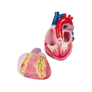 Giant heart model, 3 times life size, 2 parts