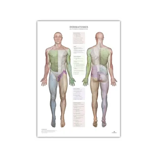 Dermatomes and cutaneous innervation areas
