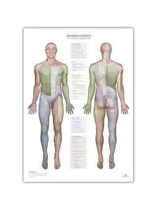 Dermatomes and cutaneous innervation areas