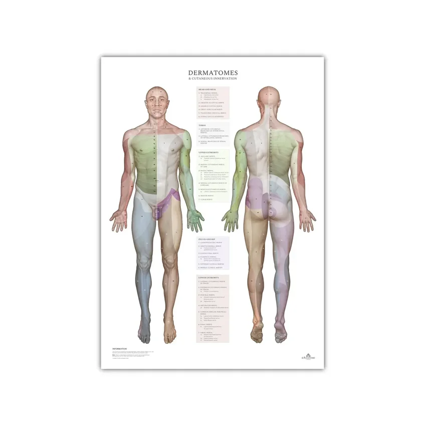 Dermatomes and cutaneous innervation areas