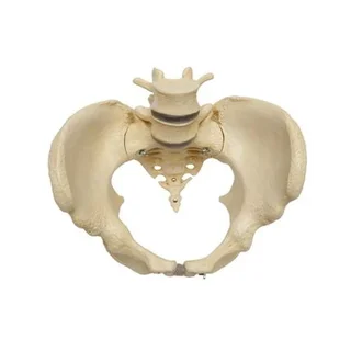Pelvis model showing bones and joints in the female pelvis