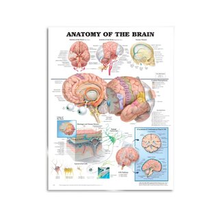 Brain Anatomy - Poster