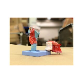 Strupe model with neck and tongue in 5 parts