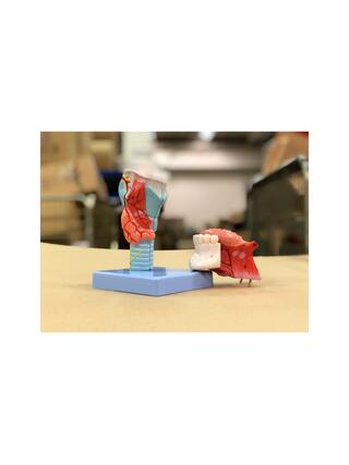 Strupe model with neck and tongue in 5 parts