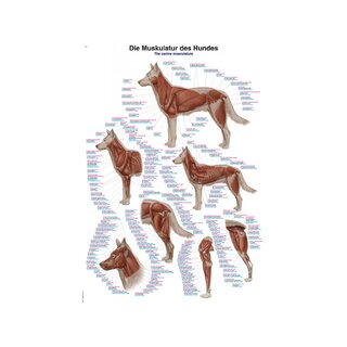 The dog's muscles 70x100 cm Poster - pure Latin, English and German nomenclature