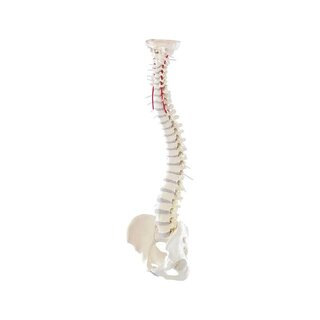 Spine with pelvis